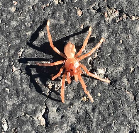 Cork Lid Trapdoor Spider at Michael Mahoney blog