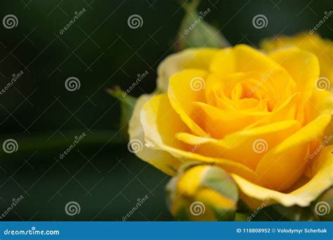 Yellow Rose Meaning Bright, Cheerful and Joyful Create Warm Feelings ...