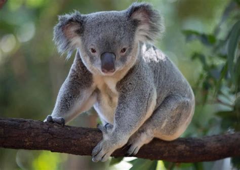 Behavior Of Koala
