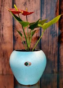 Gardenneeds APPLE POT 6 INCH (SET OF 5) Plant Container Set Price in ...