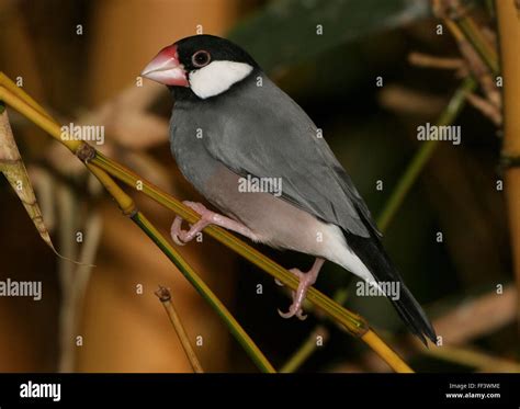 Image result for Elever Des Padda De Java