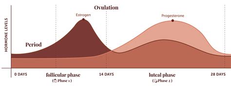 Image result for Period Cycle Explained