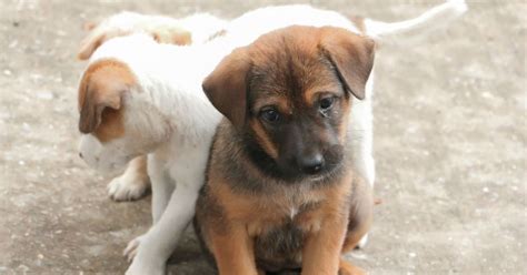 Dump The Body In Mangroves! Insensitive Man Advices Driver Who Ran Over ...