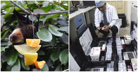 Coronavirus Found In Indian Bat Species By ICMR Scientists