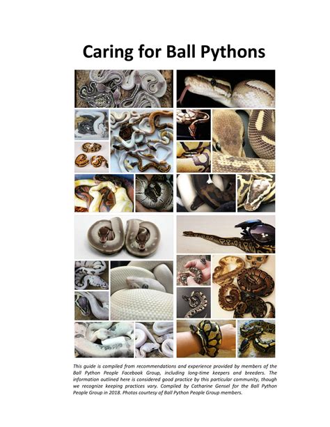 How to Take Care of Ball Python 的图像结果