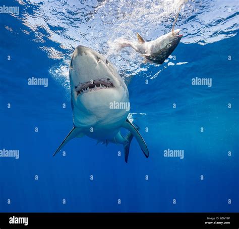 Great white shark underwater at Guadalupe Island, Mexico Stock Photo ...