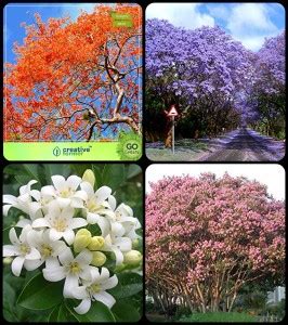creative farmer Gardening Tree Seeds Gulmohar ,Jacaranda Blue,Murrayya ...