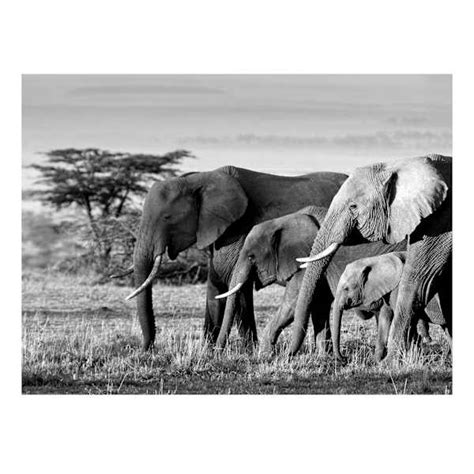 African Elephants Canvas Wall Art, 20x16 | At Home