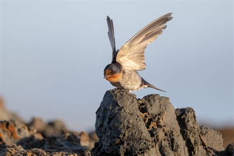 Close Encounters: Choosing the Right Telephoto Lens for Birding and ...