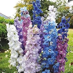 M-Tech Gardens Rare Exotic " High Society Mixed " Delphinium Flower 50 ...
