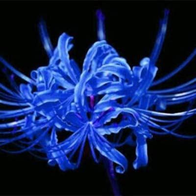 Exotic 75 Pcsmixed Lycoris Flower Seeds Perennial Temperate Indoor ...