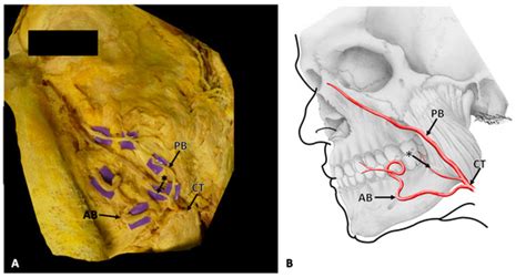 Medicina | Special Issue : Topographic Anatomy of the Human Body