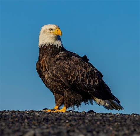 Bald Eagles - TexasPhotoman.com