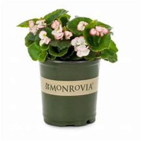 Lowe's Multicolor Begonia in 1-Gallon Pot 3-Pack NURSERY at Lowes.com