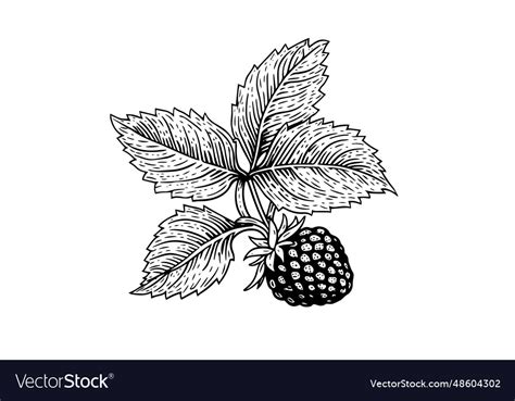 Image result for Raspberry Branch Line Drawing
