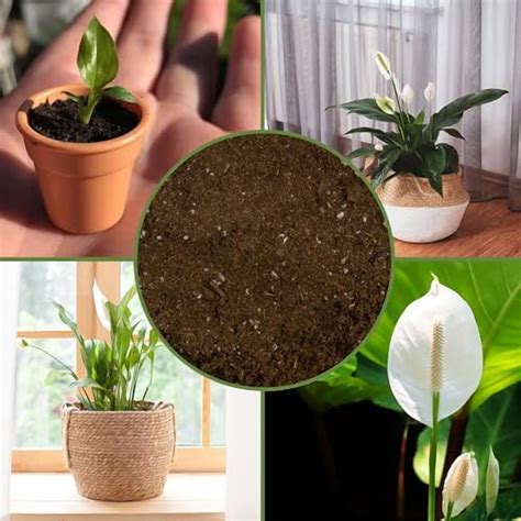 Peace Lily Potting Soil Mix (8 Quarts), for Planting, Growing, or ...