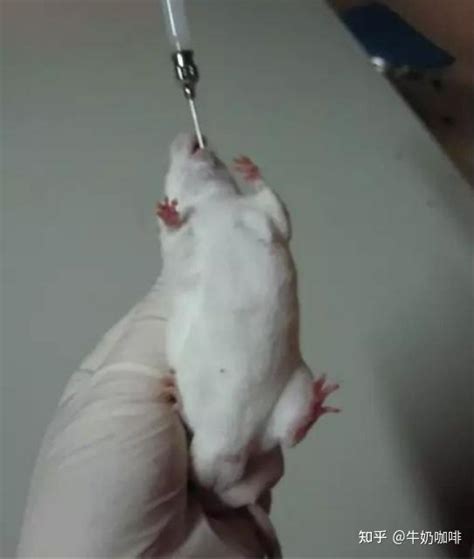 小鼠常用的给药方法介绍及如何选择 - 知乎