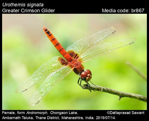 Urothemis signata Rambur, 1842 - Greater Crimson Glider | Odonata