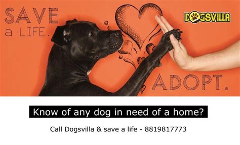 Central India's Premier Pet Care Facility | Dogsvilla