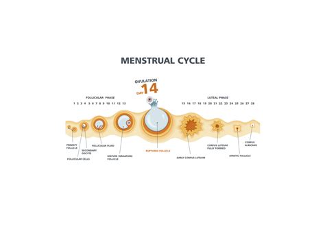 Ovulation signs and symptoms – Pharmed
