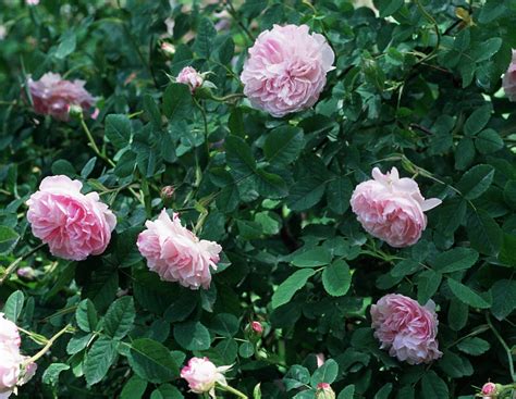 16 Stunning Types of Rose to Transform Your Garden Into a Fairy Tale