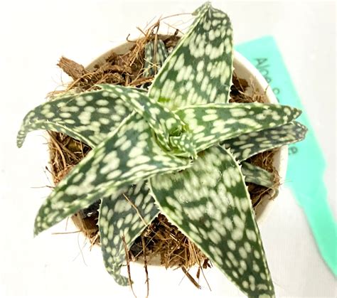 Aloe Snowflake – Dream Green