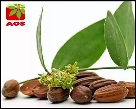 Jojoba oil for Face - How to Use and More | AOS Products