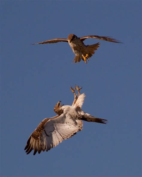 Eagle Vs Hawk Vs Falcon