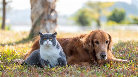 11 Cat Breeds That Enjoy Being Around Dogs