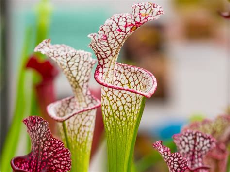 American Pitcher Plant