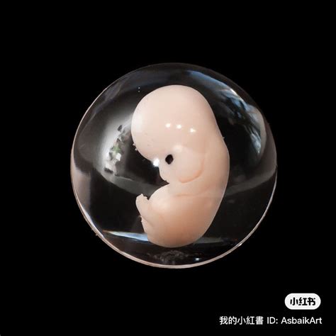 Fetal development by week your baby in the womb – Artofit