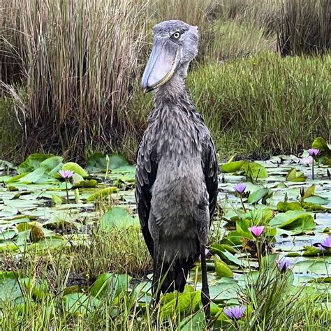 11 Birds That Are Closely Related to Dinosaurs (With Photos) - Bird Nature