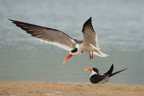 Bird Watching - Moti Bagh Resort, Ranthambore, Place of Interest in ...