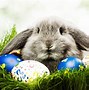 Image result for Cute Cartoon Easter Bunny Wallpaper