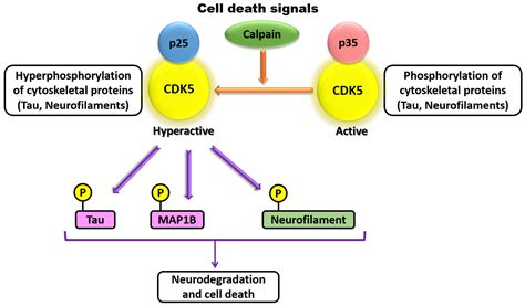 CDK5: Key Regulator of Apoptosis and Cell Survival