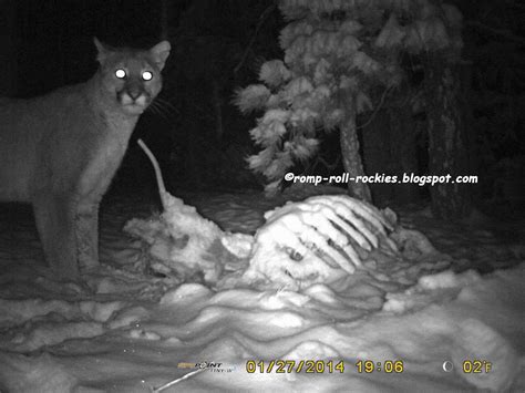 Mountain Lion Eats Coyote 的图像结果