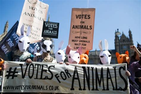 Image result for Animal Testing Controversy