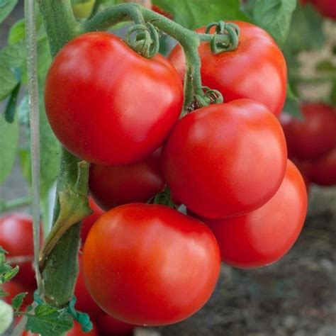 Tomato Ustad Seeds Hybrids F1 Vegetable Seeds for Home Garden for ...