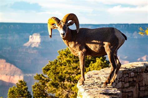 Wildlife Watching in Grand Canyon 2025-2026 - Rove.me