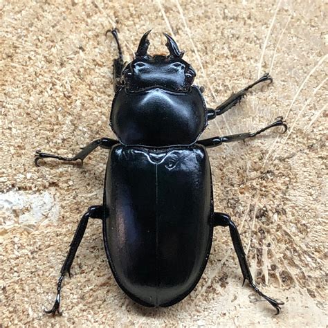 2025年 初売りにつきまして | ドルクスあかね