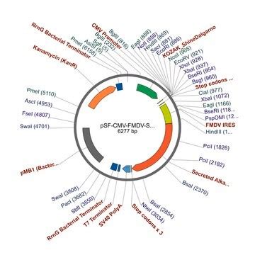 PSF-CMV-FMDV-SEAP - FMDV IRES SEAP EXPRESSION PLASMID plasmid vector ...