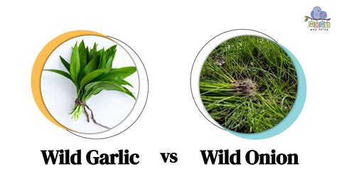 Wild Garlic vs. Wild Onion: How Different Are They?