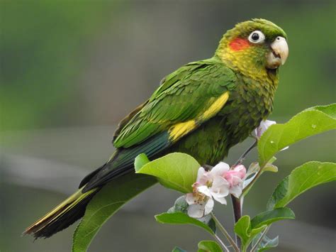 Perico Aliamarillo - eBird
