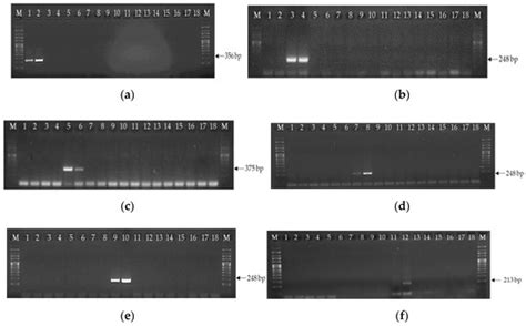 A Comprehensive Study on the Occurrence of Mycotoxins and Their ...