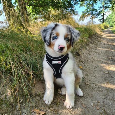 Dog Harnesses | Doodlebone