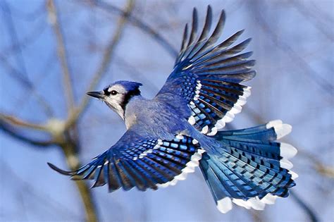 Blue Jay in Flight | Blue jay, Blue jay bird, Pet birds