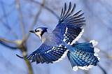 Blue Jay in Flight | Blue jay, Blue jay bird, Pet birds