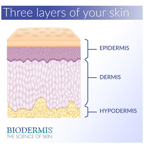 Epidermis And Dermis What Is The Epidermis?