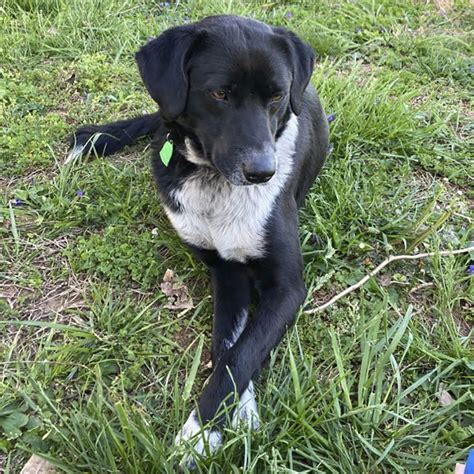 Dog for Adoption - Flash, a Labrador Retriever in Casey County, KY ...