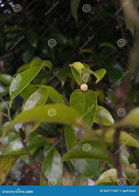 Nutmeg candidato imagen de archivo. Imagen de fruta - 264711367